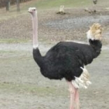 Common Ostrich