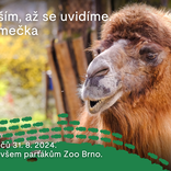 Brněnská zoo chystá Den adoptivních rodičů. Podpořit smečku můžete i vy