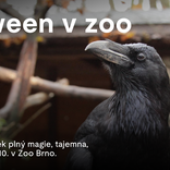 Brněnská zoo oslaví Halloween