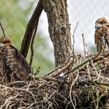 Zoo Brno jako první v republice odchovala kriticky ohrožené luňáky hnědé