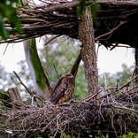 Zoo Brno jako první v republice odchovala kriticky ohrožené luňáky hnědé