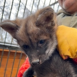 V brněnské zoo se narodila čtyřčata vlků hřivnatých