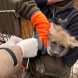 V brněnské zoo se narodila čtyřčata vlků hřivnatých