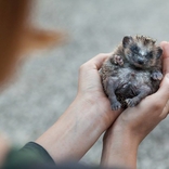 Záchranná stanice při Zoo Brno slaví 10 let, každý rok pomůže tisícovce zvířat