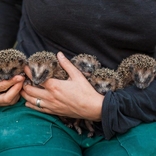 Záchranná stanice při Zoo Brno slaví 10 let, každý rok pomůže tisícovce zvířat