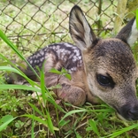 Záchranná stanice při Zoo Brno slaví 10 let, každý rok pomůže tisícovce zvířat