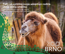 Brněnská zoo chystá Den adoptivních rodičů. Podpořit smečku můžete i vy