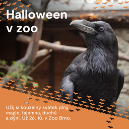 Brněnská zoo oslaví Halloween