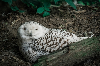 V den vysvědčení do Zoo Brno za 10 korun