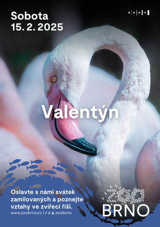 Valentýn v zoo