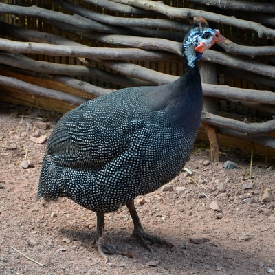 Domesticated Guineafowl | Zoo Brno