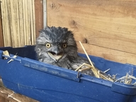 Tawny Frogmouth